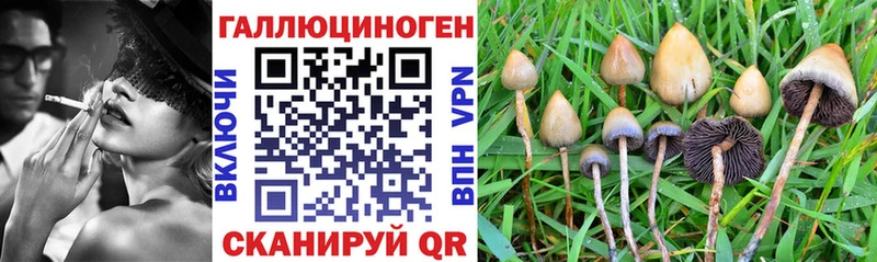 Псилоцибиновые грибы Cubensis  Купить  Торопец 